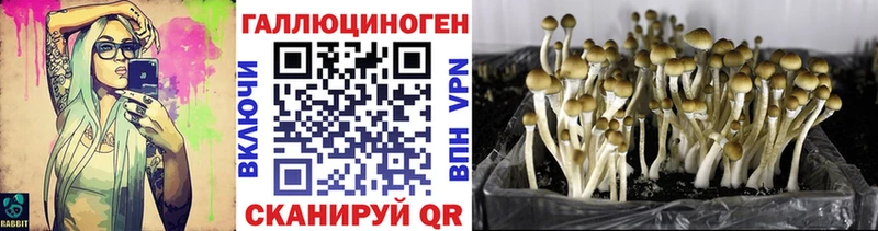 Галлюциногенные грибы Psilocybe  Кропоткин 